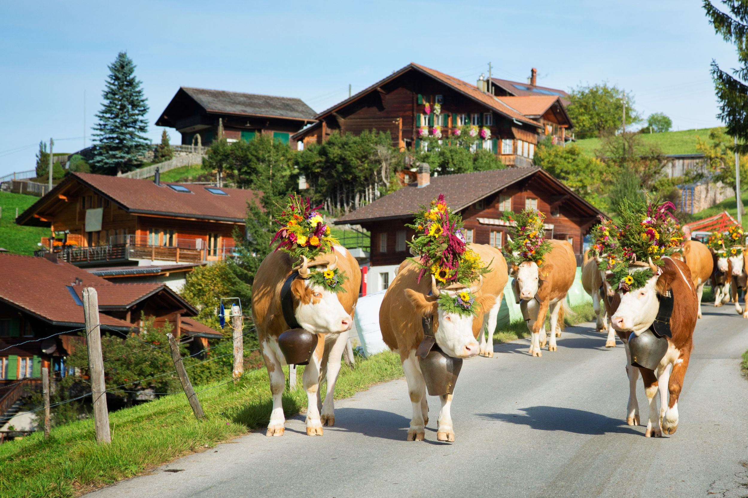 Switzerland Cow Parade, different regions of Switzerland
