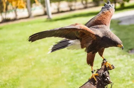 Raptors and Relaxation