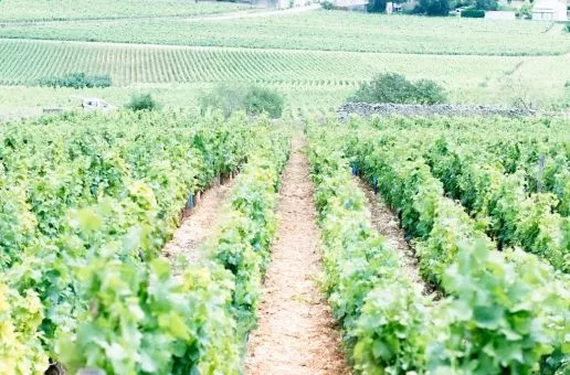 Vineyards, History & Art